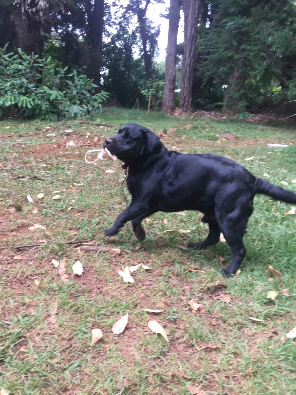 Labrador Retriever Puppies breeder image 5
