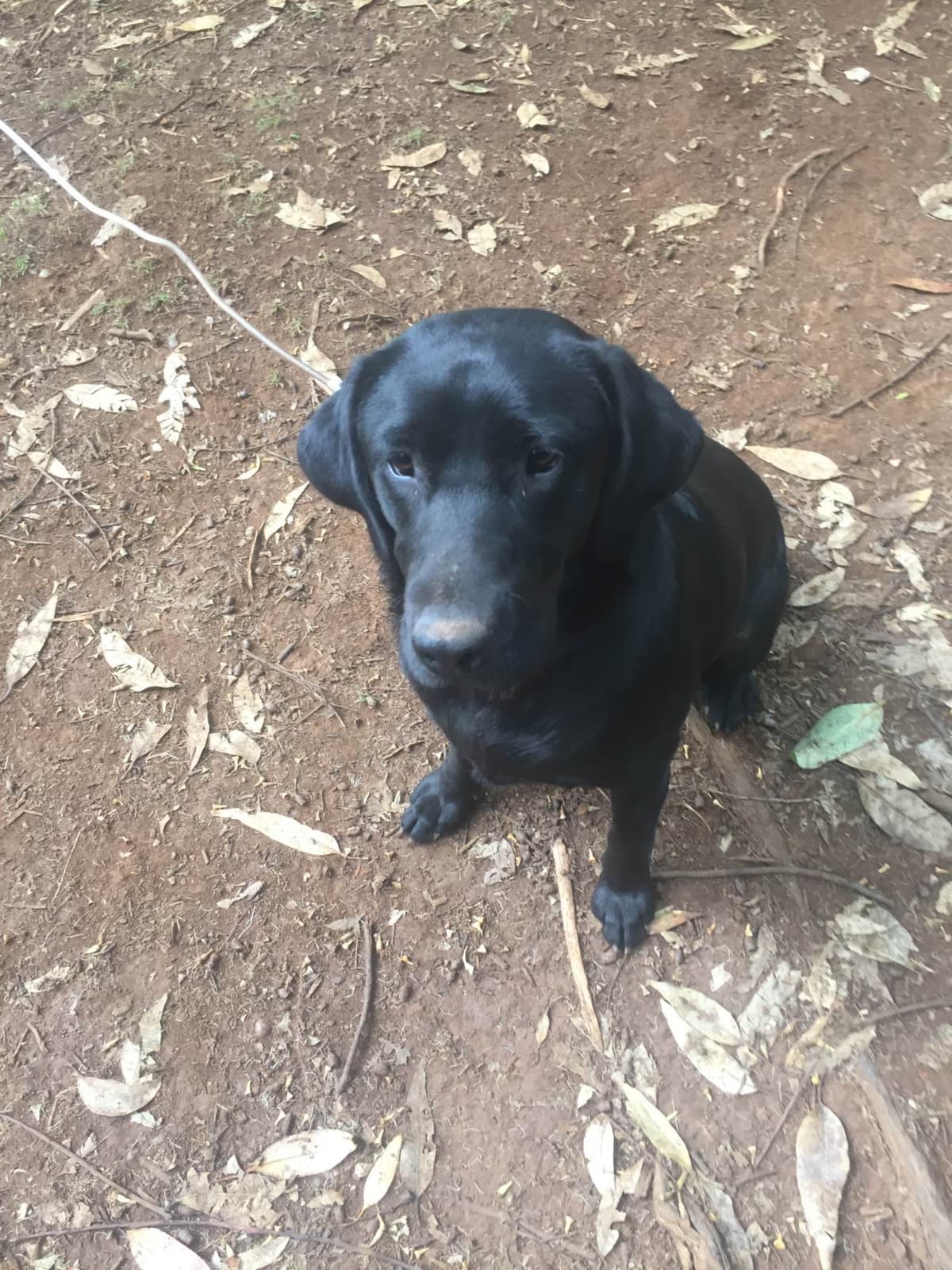 Labrador Retriever Puppies breeder image 6