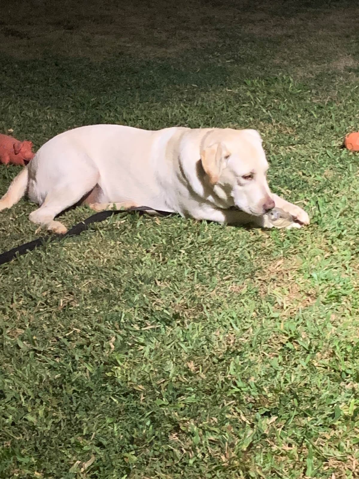 Labrador Retriever Puppies breeder image 8