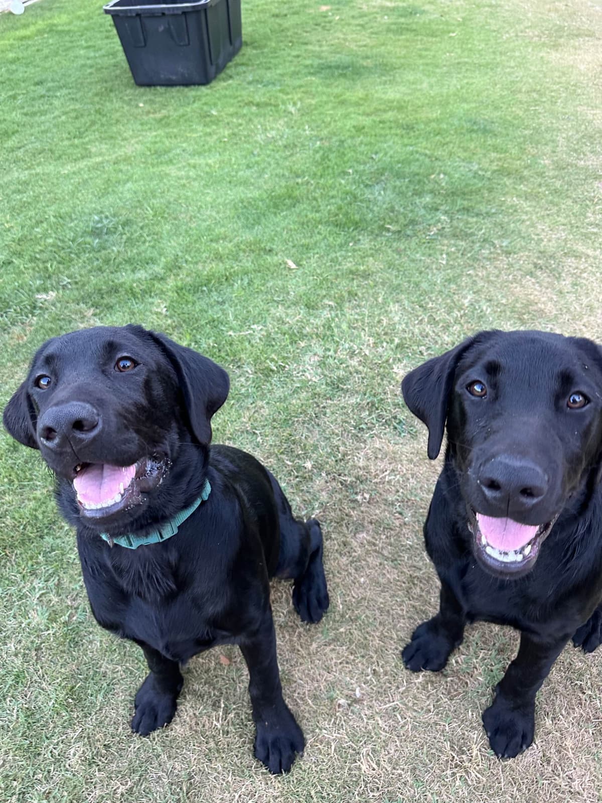 Labrador Retriever Puppies breeder image 9