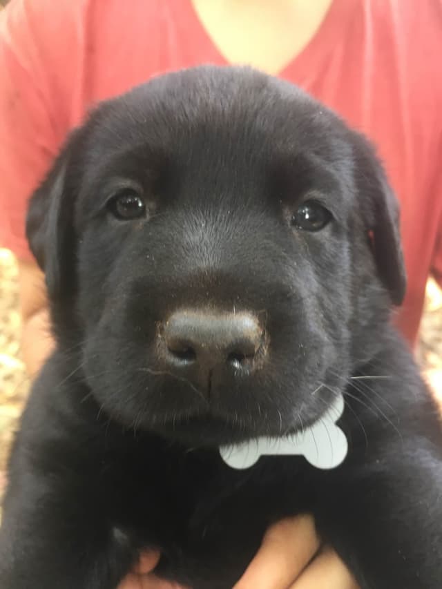 Labrador Retriever Puppies media 3