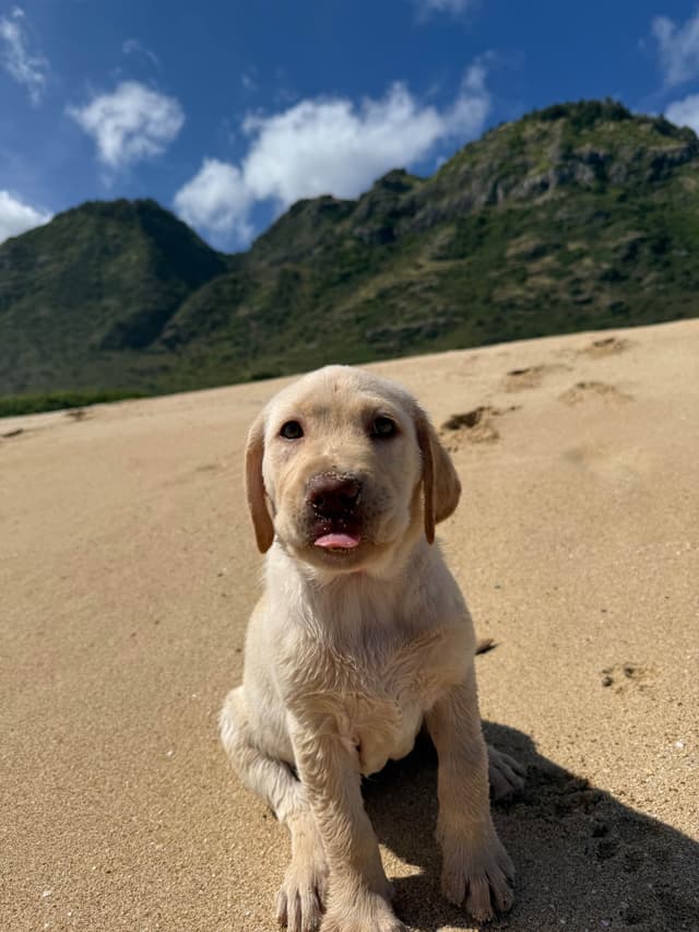 Labrador Retriever Puppies media 10