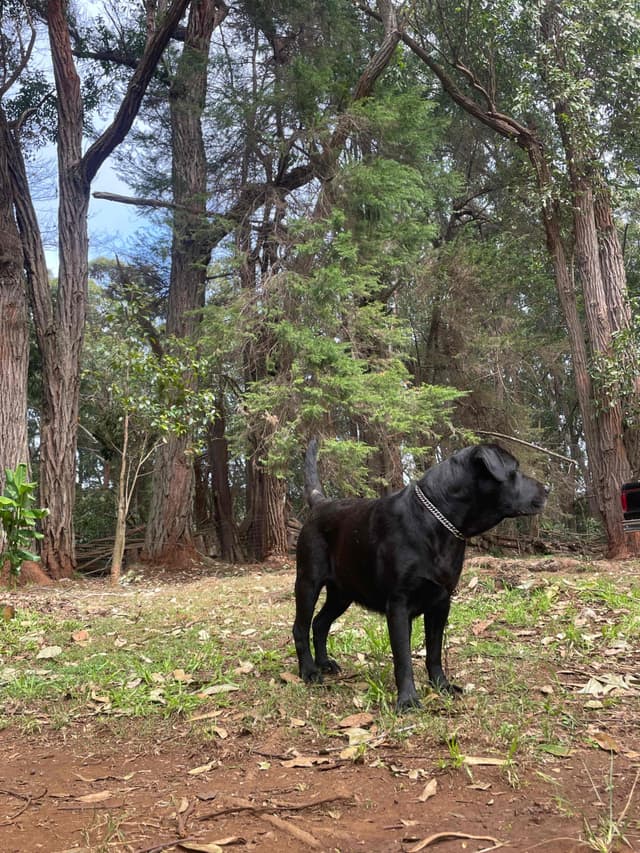Labrador Retriever Puppies media 11