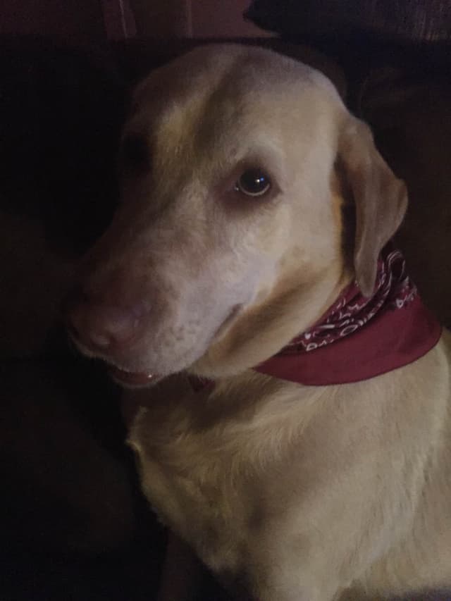 Labrador Retriever Puppies media 15