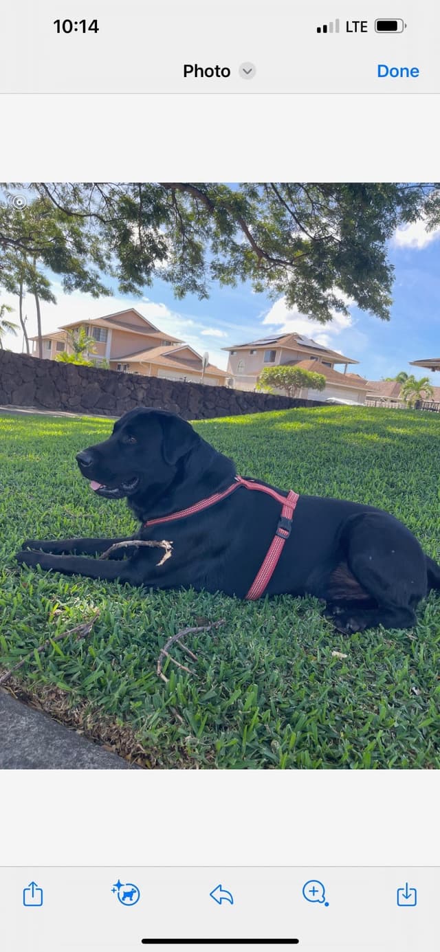 Labrador Retriever Puppies media 18