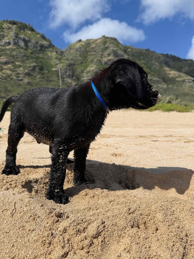 Labrador Retriever Puppies media 20