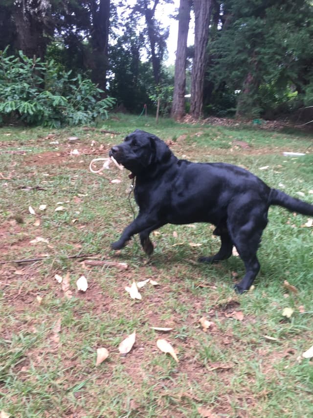 Labrador Retriever Puppies media 21