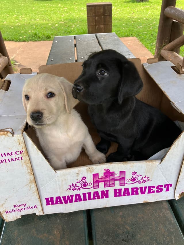 Labrador Retriever Puppies media 23