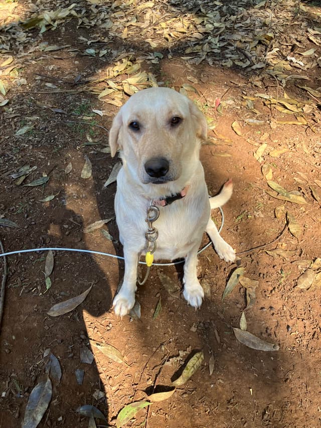 Labrador Retriever Puppies media 26