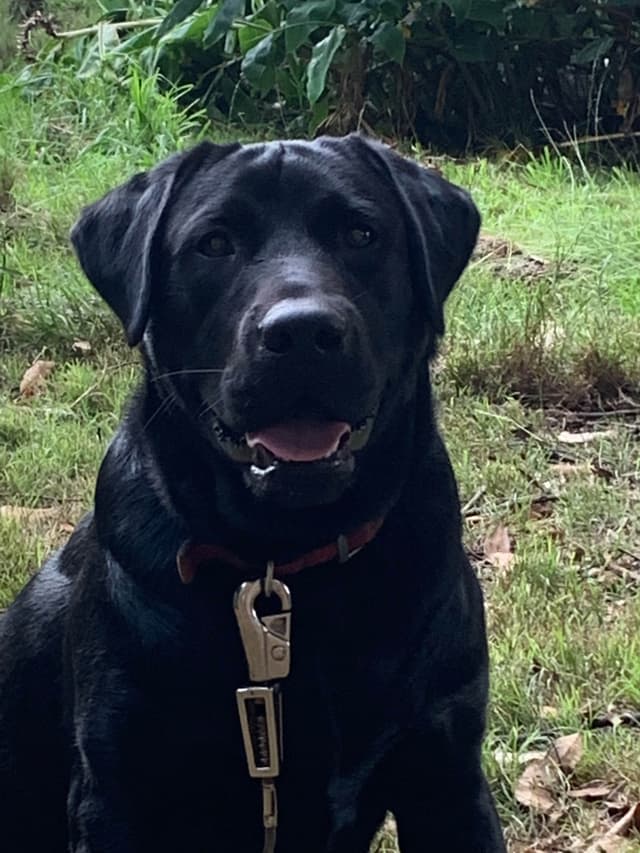 Labrador Retriever Puppies media 27