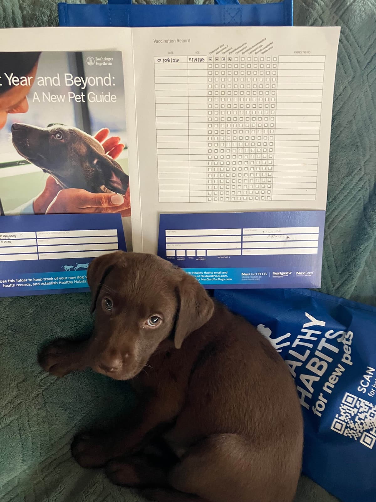 Labrador Retriever Puppies breeder image 10