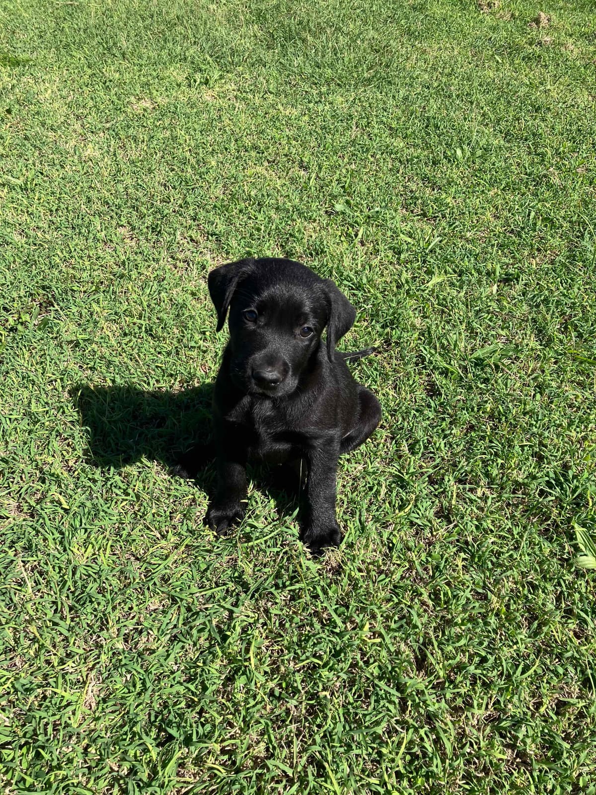 Labrador Retriever Puppies breeder image 12