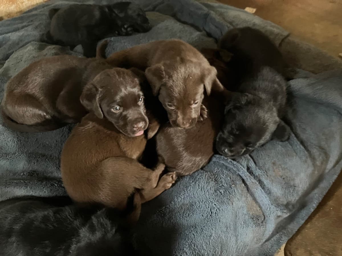 Labrador Retriever Puppies breeder image 13