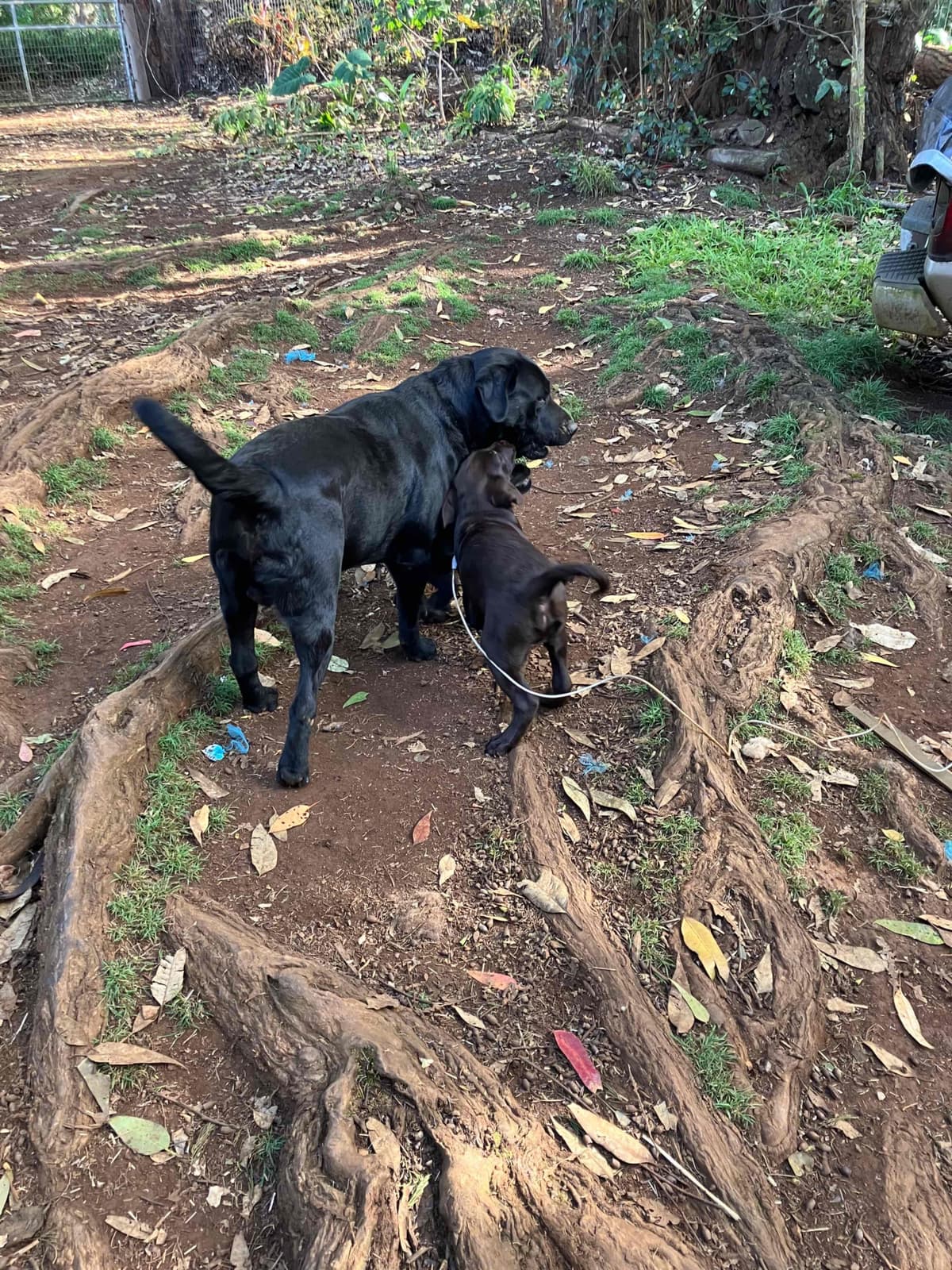 Labrador Retriever Puppies breeder image 17