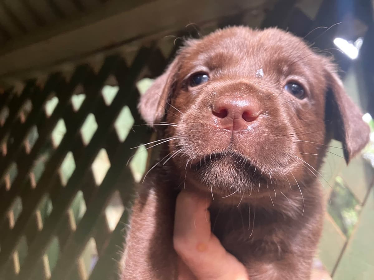 Labrador Retriever Puppies breeder image 18