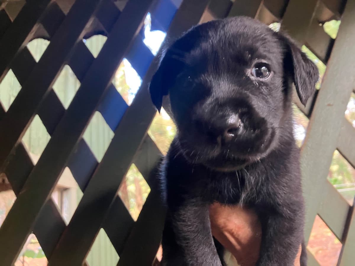 Labrador Retriever Puppies breeder image 19