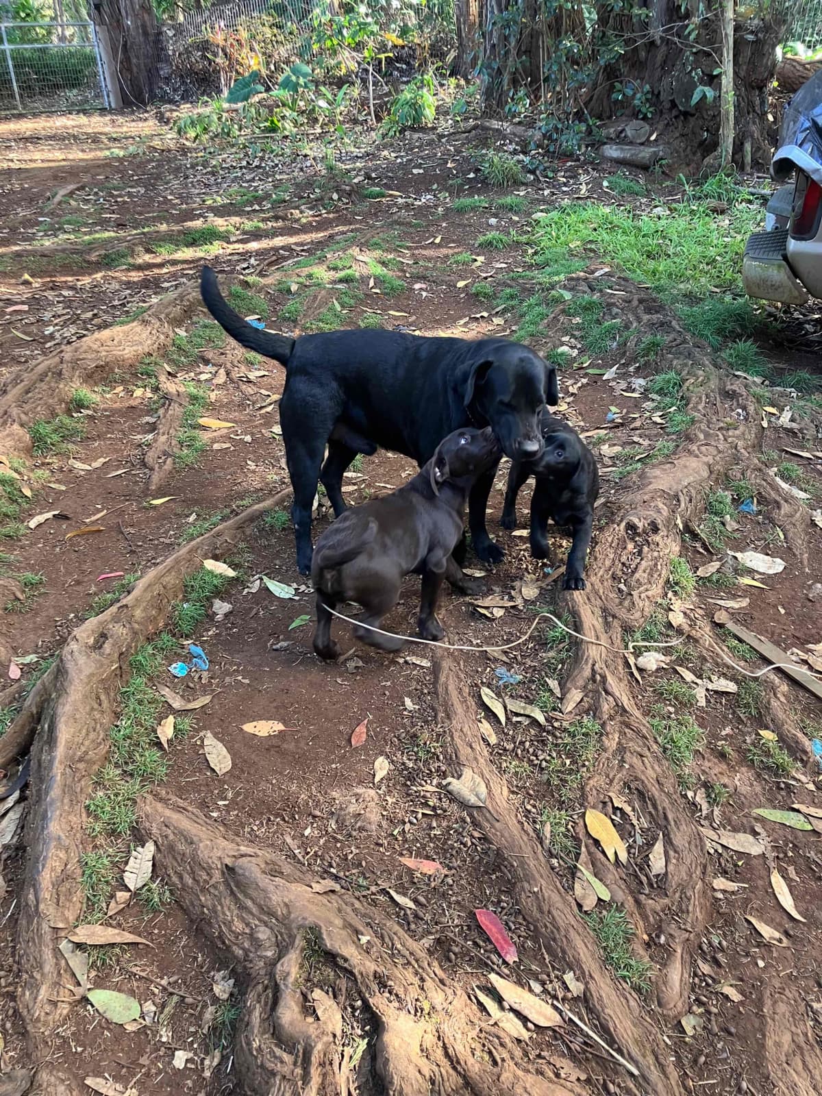 Labrador Retriever Puppies breeder image 20