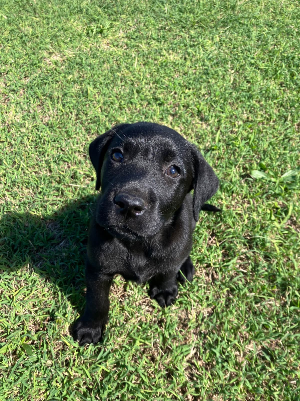 Labrador Retriever Puppies breeder image 21