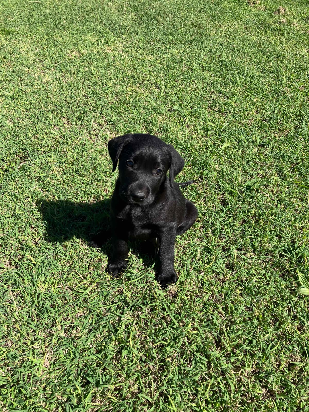Labrador Retriever Puppies breeder image 22