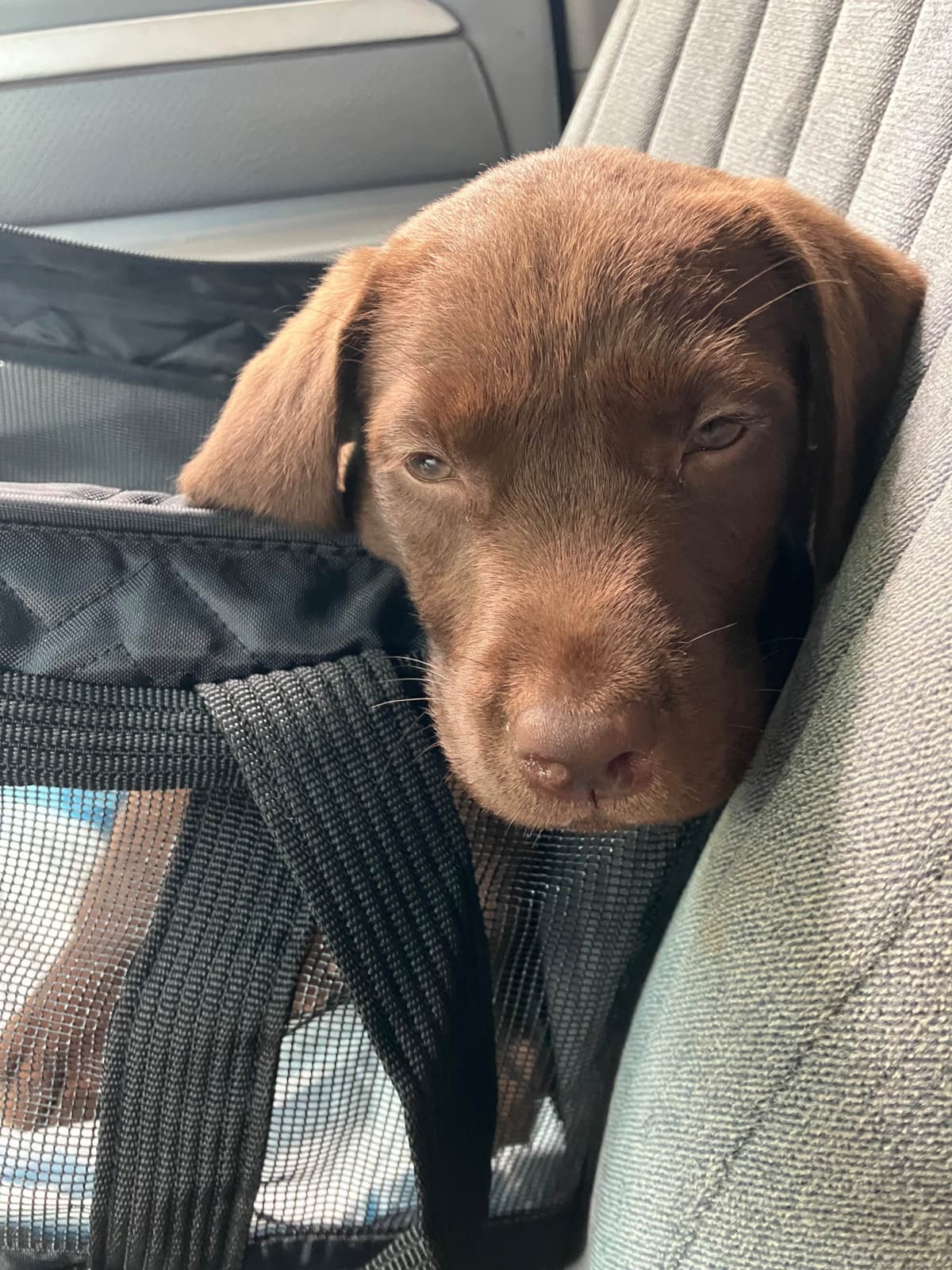 Labrador Retriever Puppies breeder image 24