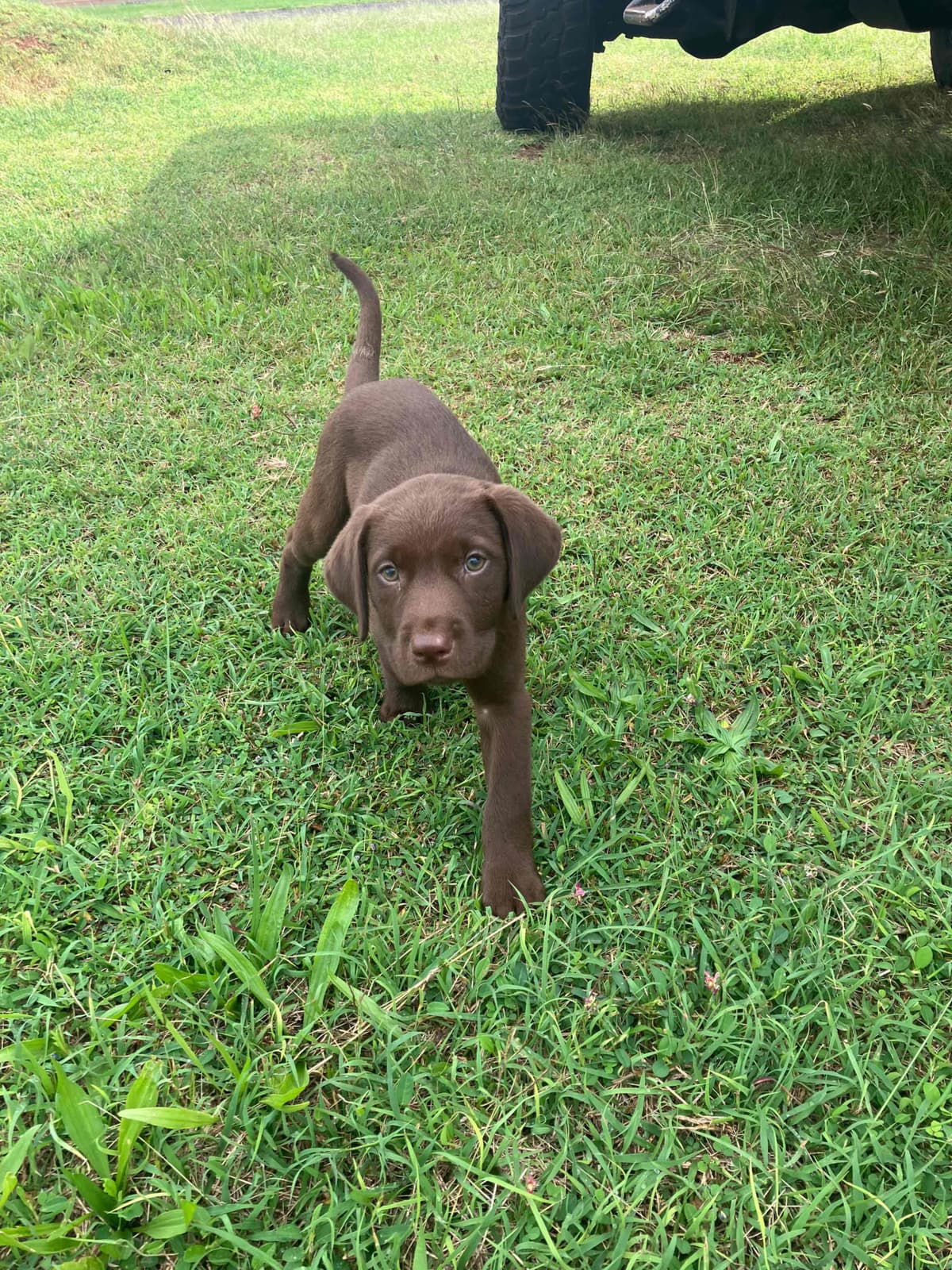 Labrador Retriever Puppies breeder image 25
