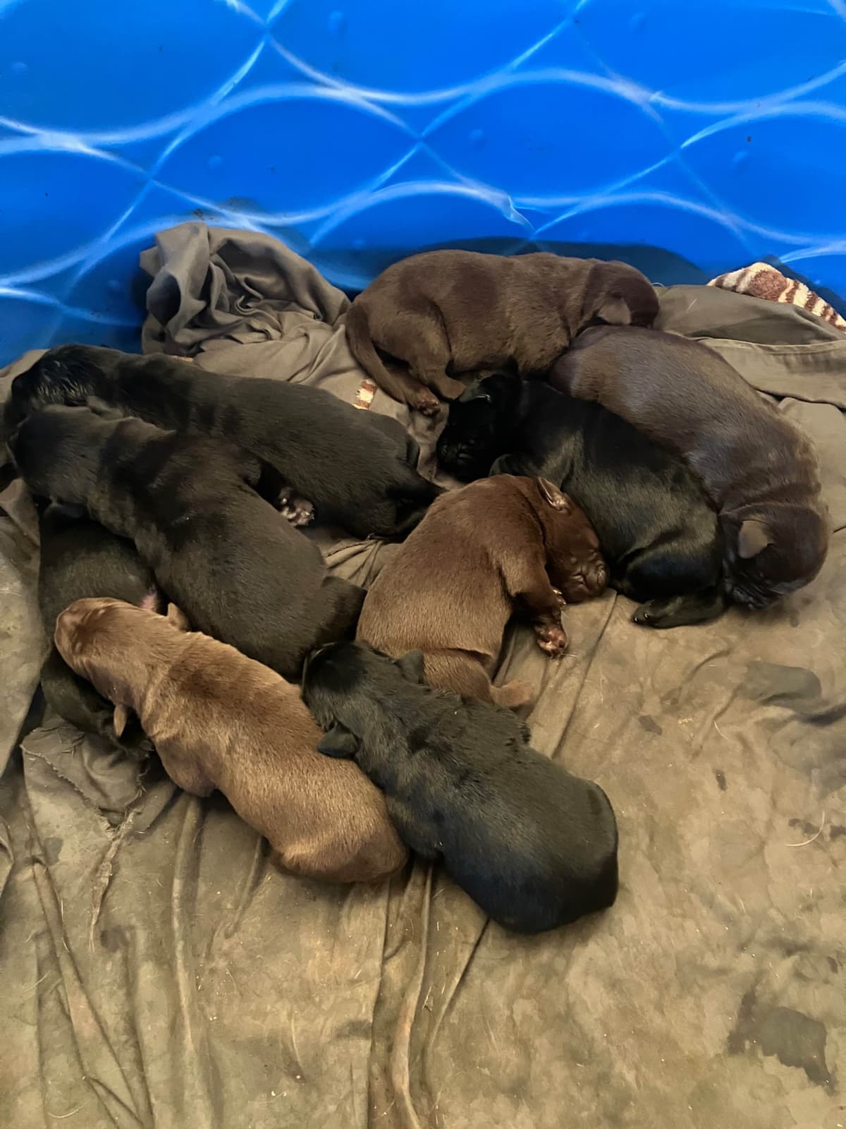 Labrador Retriever Puppies breeder image 27