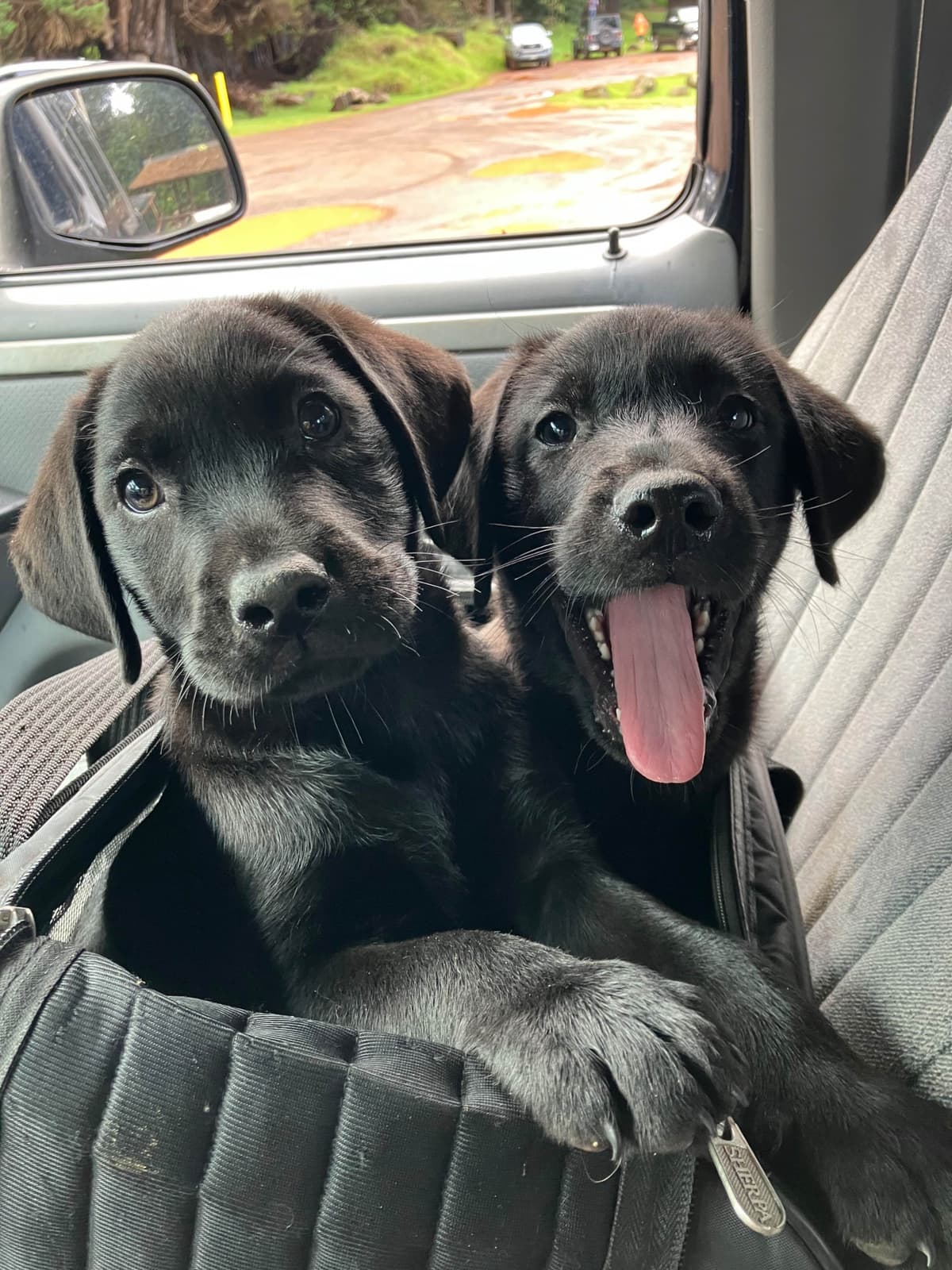 Labrador Retriever Puppies breeder image 26