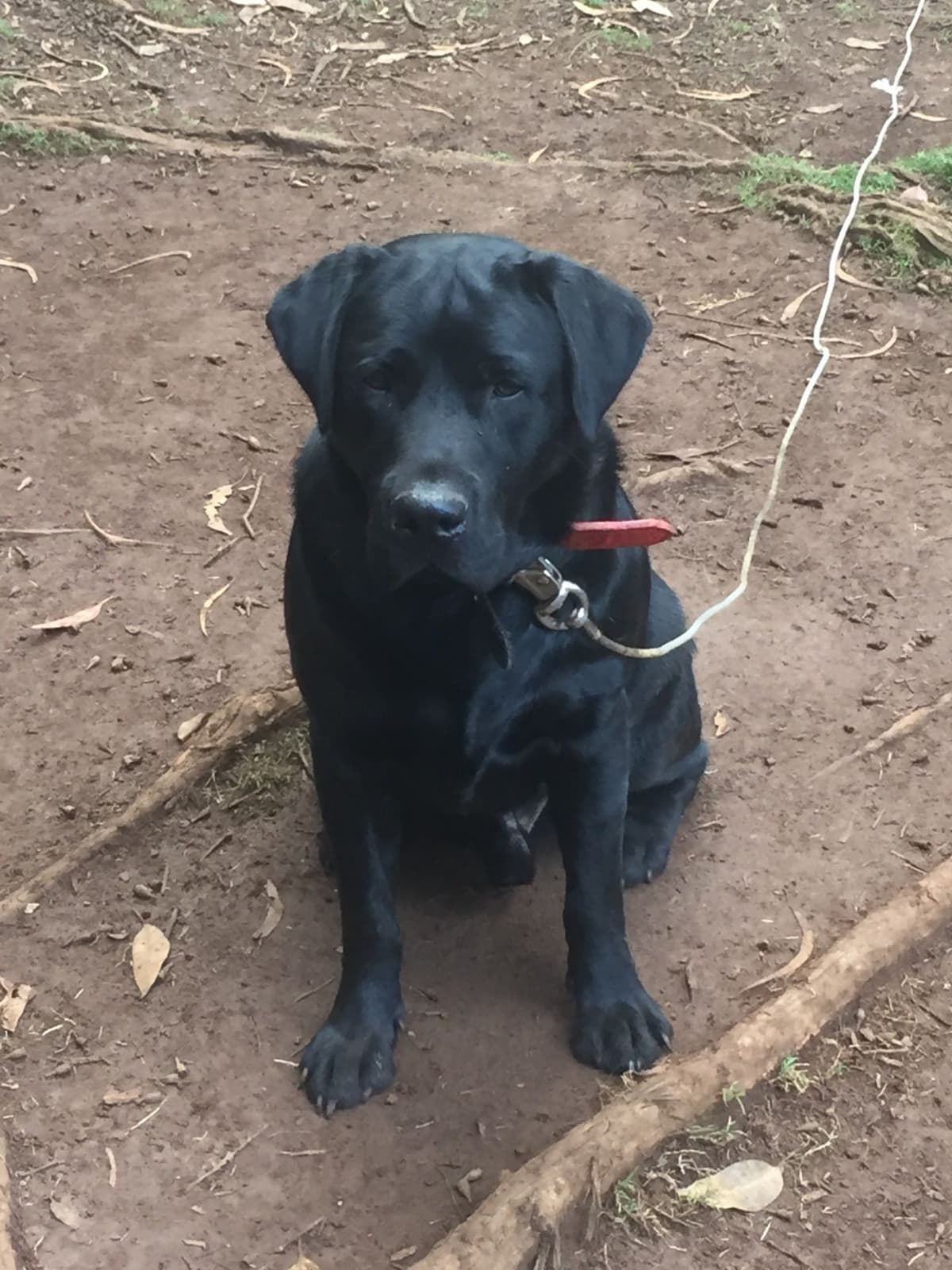 Labrador Retriever Puppies breeder image 29