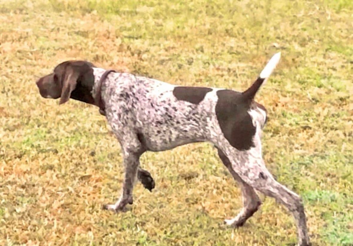 German Shorthaired Pointer Puppies breeder image 2