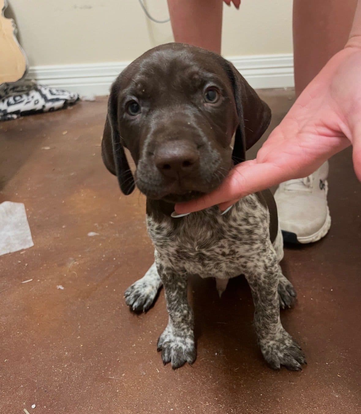 German Shorthaired Pointer Puppies breeder image 5