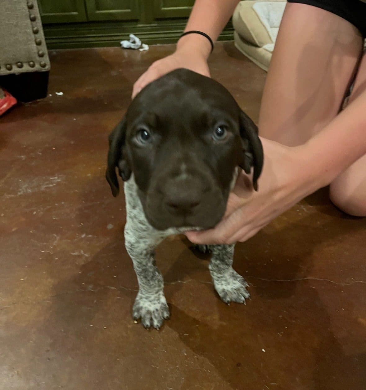 German Shorthaired Pointer Puppies breeder image 8