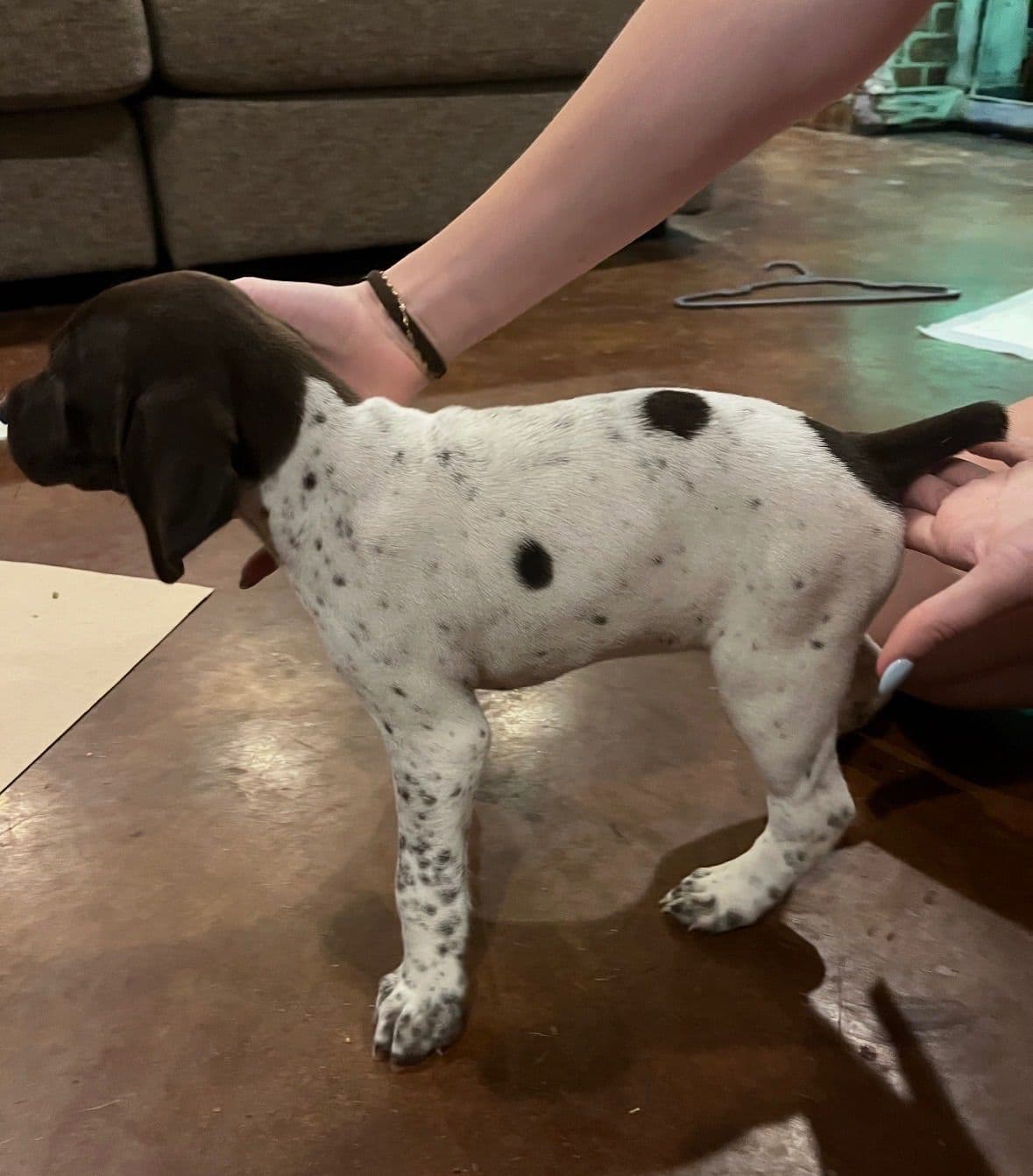 German Shorthaired Pointer Puppies breeder image 9