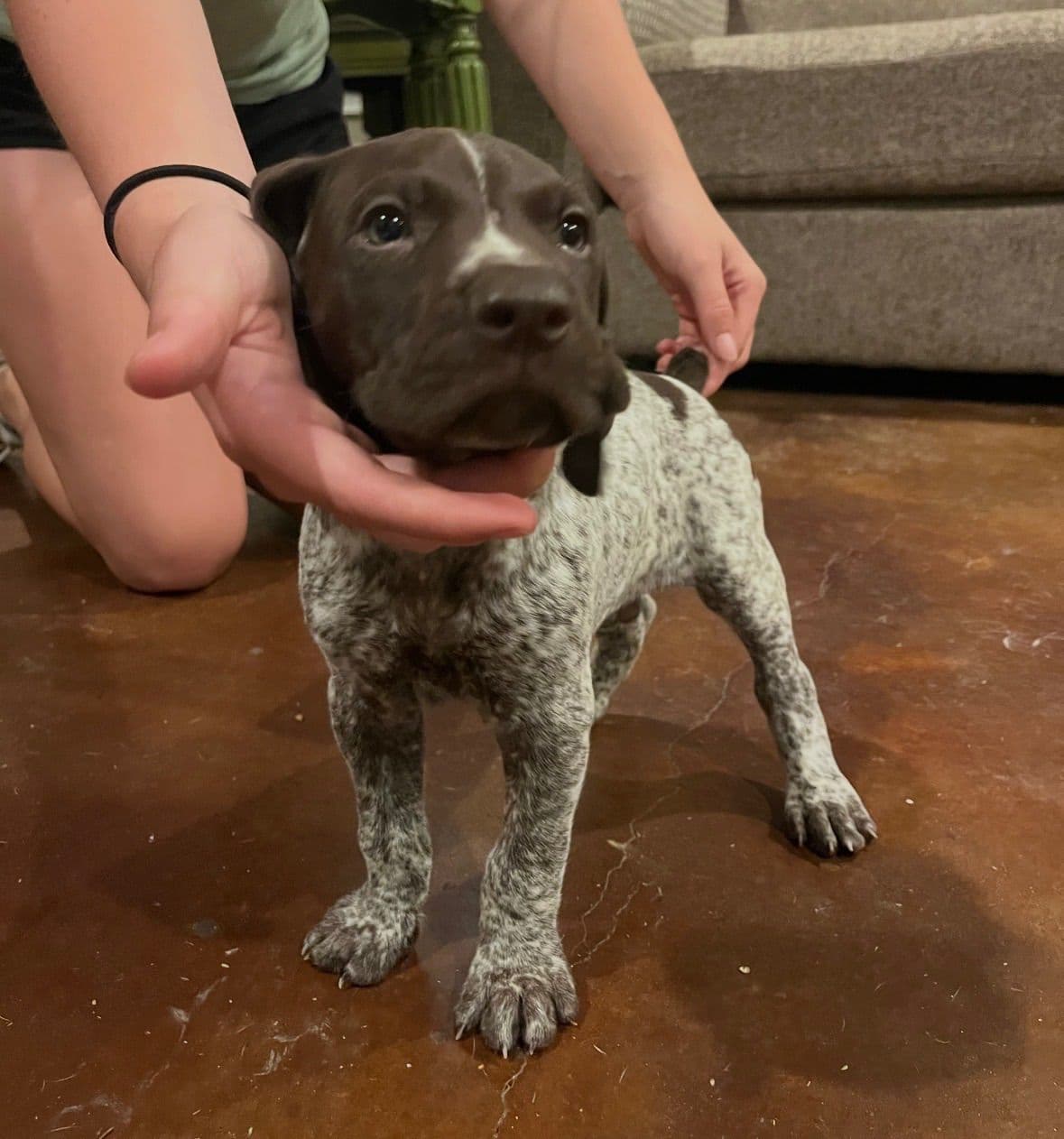 German Shorthaired Pointer Puppies breeder image 10