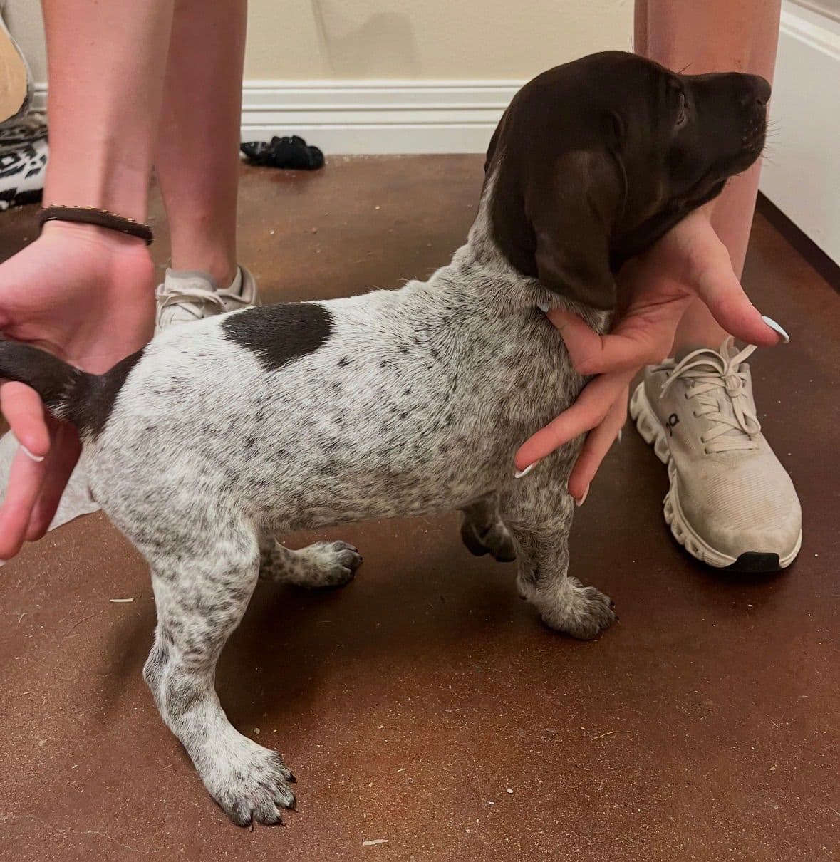 German Shorthaired Pointer Puppies breeder image 12