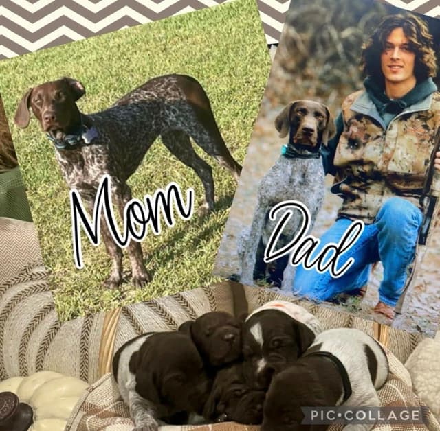 German Shorthaired Pointer Puppies media 4
