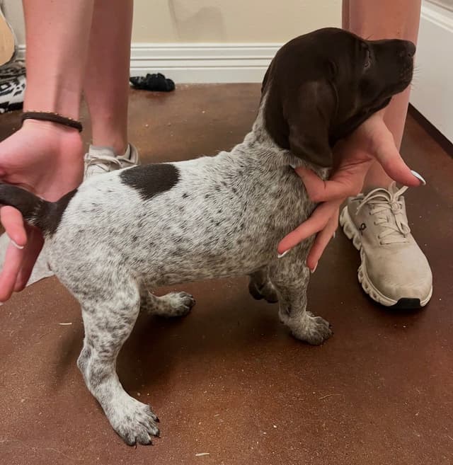 German Shorthaired Pointer Puppies media 3
