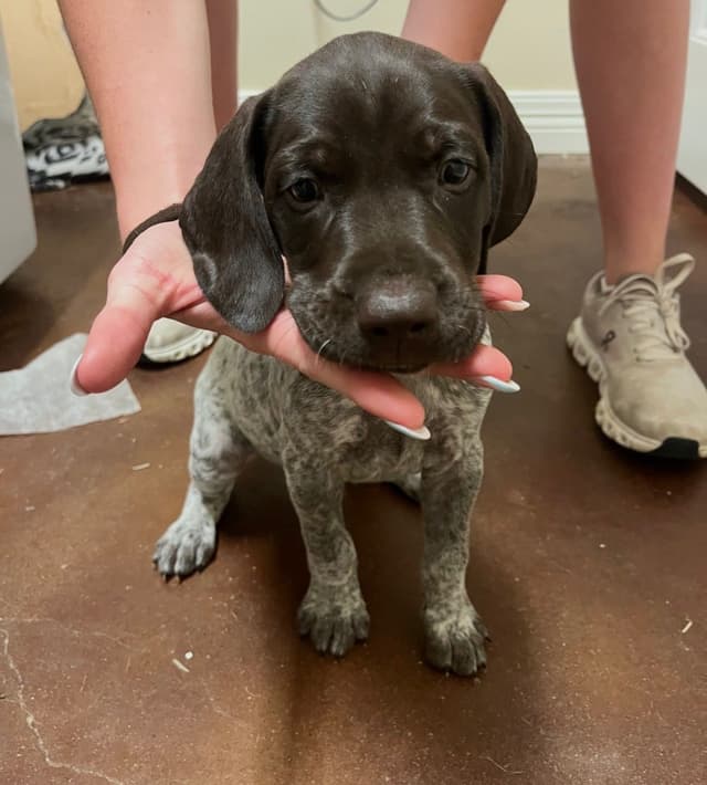 German Shorthaired Pointer Puppies media 5
