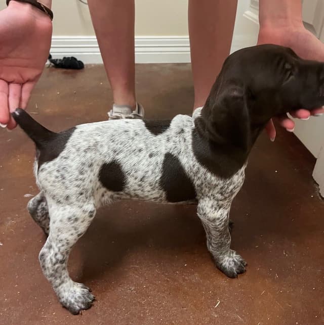 German Shorthaired Pointer Puppies media 6