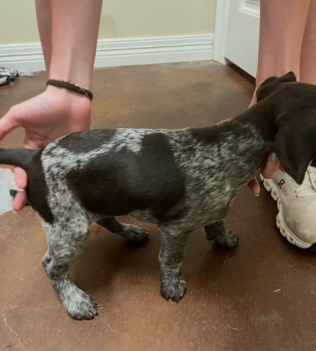 German Shorthaired Pointer Puppies media 8