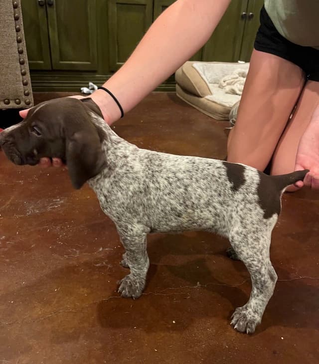 German Shorthaired Pointer Puppies media 11