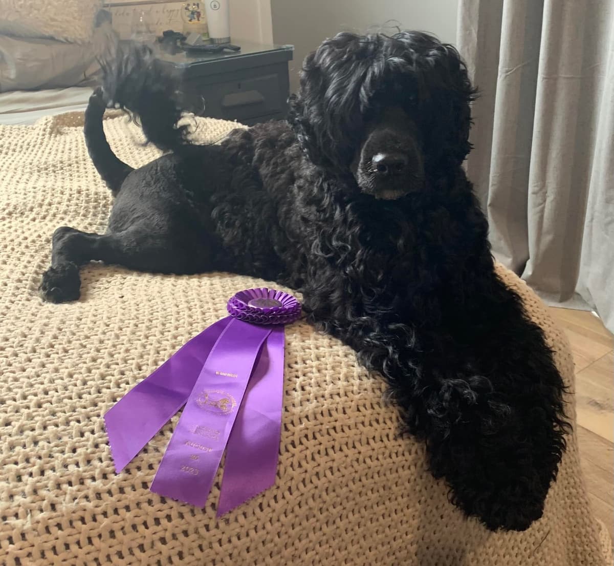 Portuguese Water Dog Puppies breeder image 2