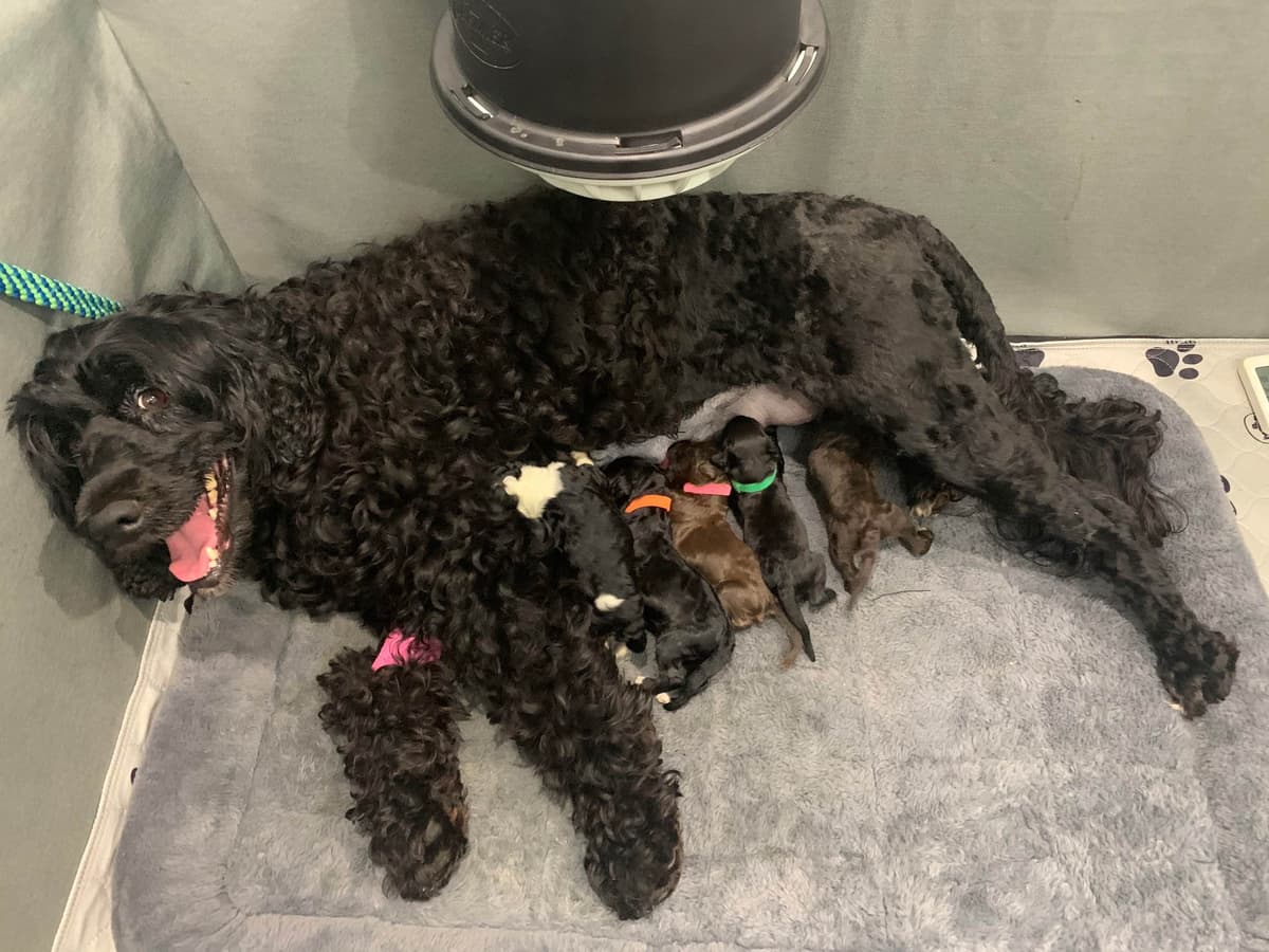 Portuguese Water Dog Puppies breeder image 3