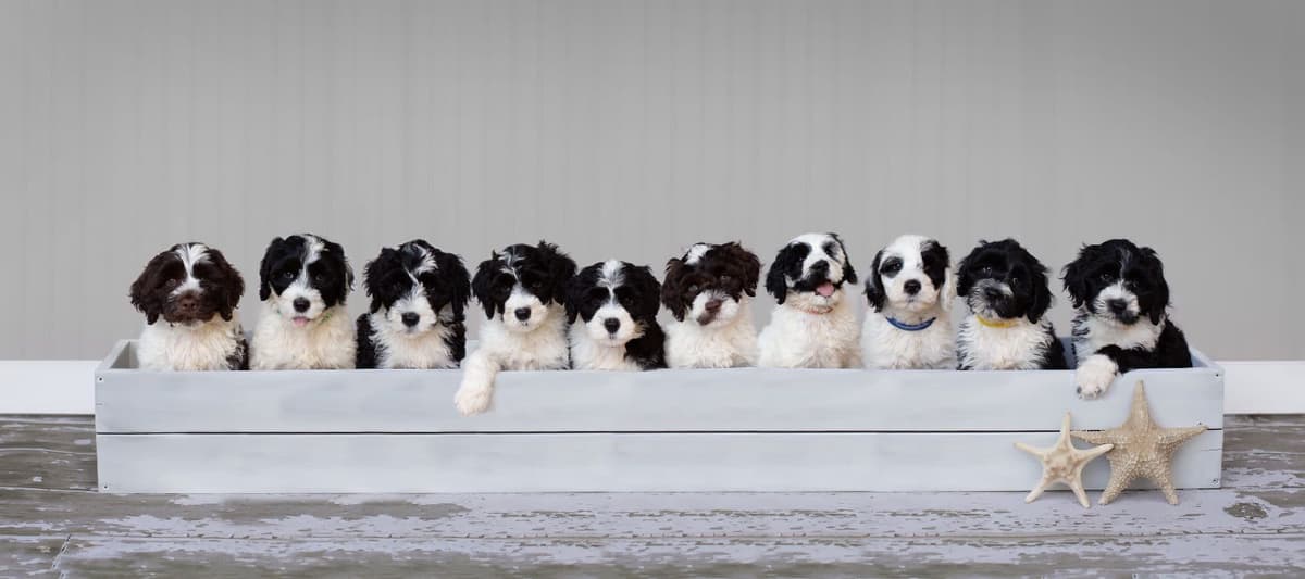 Portuguese Water Dog Puppies breeder image 4