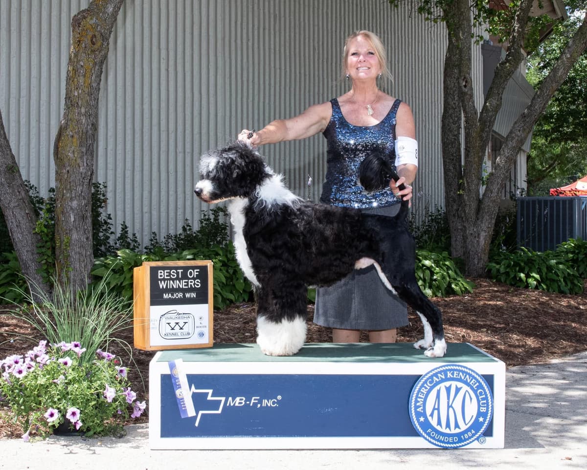 Portuguese Water Dog Puppies breeder image 5