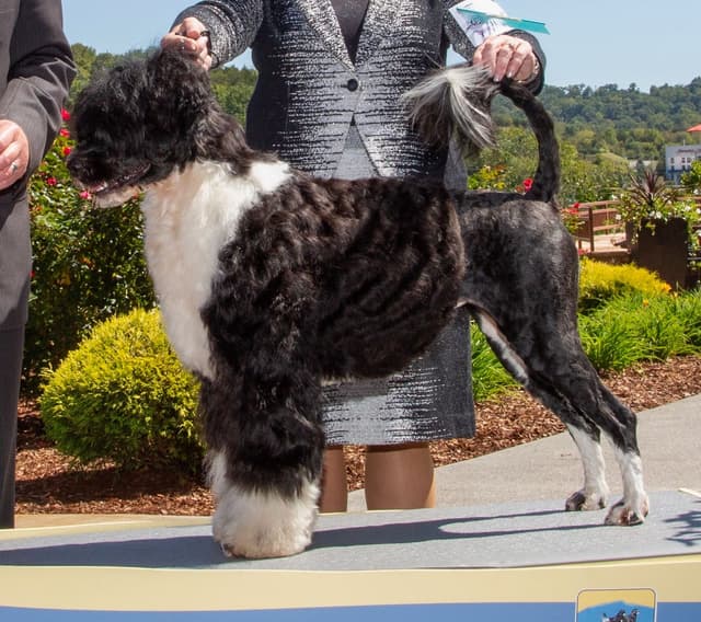 Portuguese Water Dog Puppies media 2