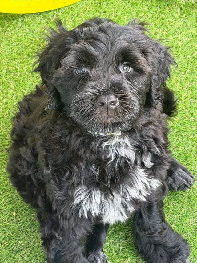 Portuguese Water Dog Puppies media 3
