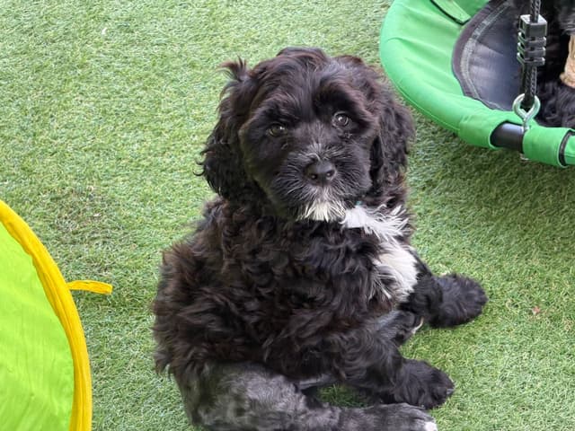 Portuguese Water Dog Puppies media 4
