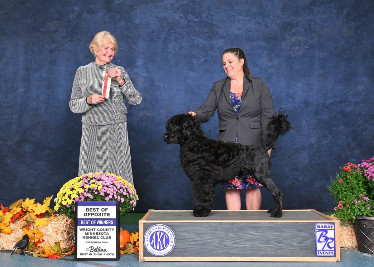 Portuguese Water Dog Puppies breeder image 1
