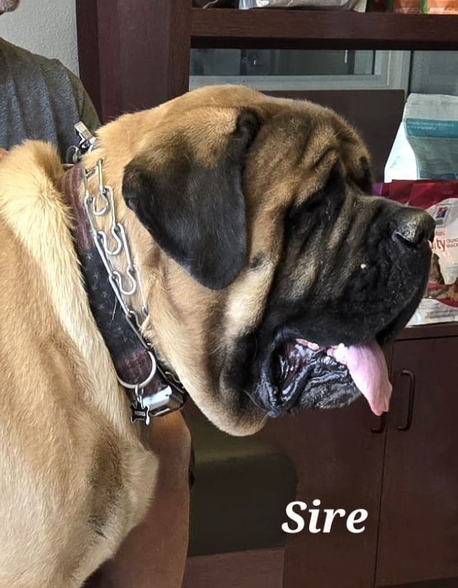 Mastiff Puppies breeder image 3