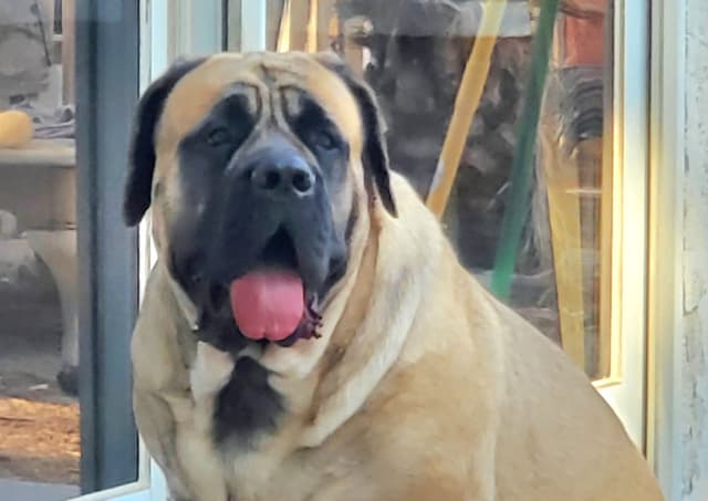 Mastiff Puppies media 2